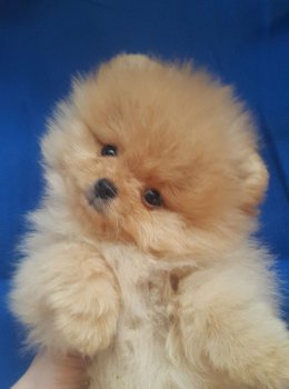 Вереск Из Аглицкого Сада