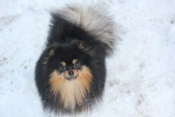 Альпийский Монарх Жан-Жак