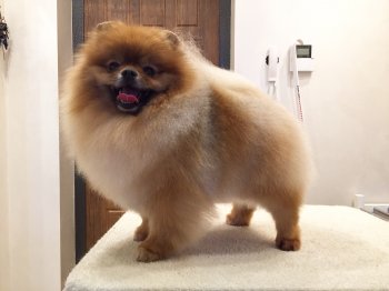 Шикарный Мачо