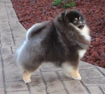 Posh's Santana