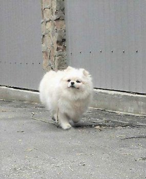 Альто'з Хауз Кохинкур Вайт Диамонд