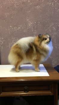 Ёлочка Осенняя Иголочка