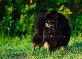 Bagira Gold Baby